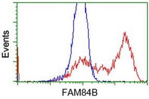 HEK293T cells transfected with either RC207996 overexpress plasmid (Red) or empty vector control plasmid (Blue) were immunostained by anti-FAM84B antibody (ABIN2453032), and then analyzed by flow cytometry.