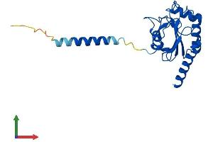 AlphaFold protein structure predicition of Mouse Recombinant Gpx8 Protein, UniprotID Q9D7B7