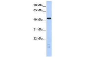 Image no. 1 for anti-BTB (POZ) Domain Containing 6 (BTBD6) (C-Term) antibody (ABIN6740625) (BTBD6 antibody  (C-Term))