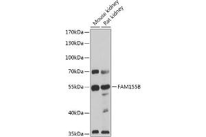 Western blot analysis of extracts of various cell lines, using FB antibody (ABIN7267110) at 1:1000 dilution. (FAM155B antibody)
