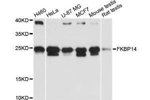 Western blot analysis of extracts of various cell lines, using FKBP14 antibody (ABIN6290382) at 1:3000 dilution. (FKBP14 antibody)