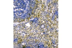 anti-Thioredoxin (TXN) (AA 2-105) antibody