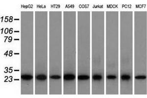 Western blot analysis of extracts (35 µg) from 9 different cell lines by using anti-EMG1 monoclonal antibody.