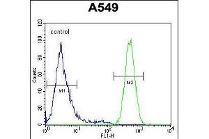 ES1 Antibody (N-term) (ABIN654664 and ABIN2844360) flow cytometric analysis of A549 cells (right histogram) comred to a negative control cell (left histogram). (EPAS1 antibody  (N-Term))