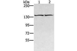 RGS22 antibody