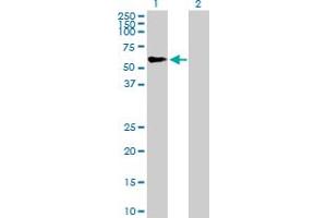 Western Blot analysis of TRIM46 expression in transfected 293T cell line by TRIM46 MaxPab polyclonal antibody. (TRIM46 antibody  (AA 1-498))