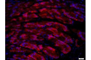 Paraformaldehyde-fixed, paraffin embedded mouse stomach, Antigen retrieval by boiling in sodium citrate buffer (pH6) for 15min, Block endogenous peroxidase by 3% hydrogen peroxide for 20 minutes, Blocking buffer (normal goat serum) at 37°C for 30min, Antibody incubation with UNC5B/UNC5H2 Polyclonal Antibody, Unconjugated  at 1:400 overnight at 4°C, followed by a conjugated secondary (Goat Anti-rabbit IgG/Bio) for 20minutes at 37°C, followed by a conjugated streptavidin at[1:500] for 40 minutes and DAPI staining of the nuclei. (UNC5B antibody  (AA 188-260))