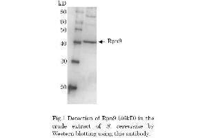 Western Blotting (WB) image for anti-Proteasome (Prosome, Macropain) 26S Subunit, Non-ATPase, 13 (PSMD13) (full length) antibody (ABIN2452116) (PSMD13 antibody  (full length))