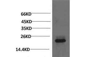 Western Blot analysis of 293T cells using Crystallin-alpha C Monoclonal Antibody at dilution of 1:2000. (HSPB8 antibody)