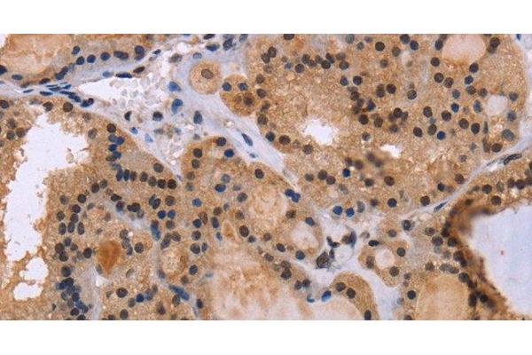 KIF25 antibody