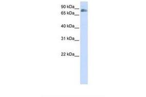 TMCO3 antibody  (AA 72-121)