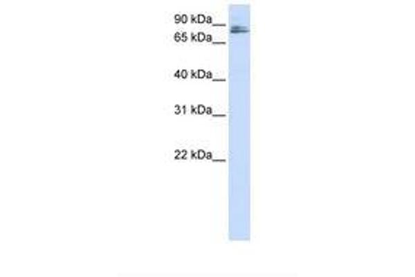 TMCO3 anticorps  (AA 72-121)