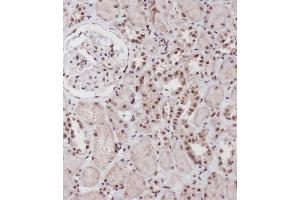 Immunohistochemical analysis of (ABIN656884 and ABIN2846084) on paraffin-embedded Human kidney tissue was performed on the Leica®BOND RXm. (SIM1 antibody  (N-Term))