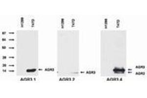 Western Blotting (WB) image for anti-Anterior Gradient 3 (AGR3) antibody (ABIN614770) (AGR3 antibody)