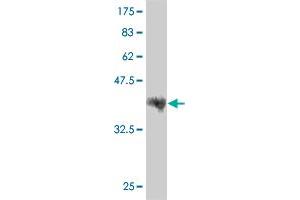LRRFIP1 antibody  (AA 675-784)
