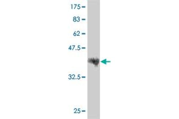 LRRFIP1 antibody  (AA 675-784)
