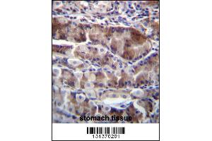 NRSN2 Antibody immunohistochemistry analysis in formalin fixed and paraffin embedded human stomach tissue followed by peroxidase conjugation of the secondary antibody and DAB staining. (NRSN2 antibody  (C-Term))