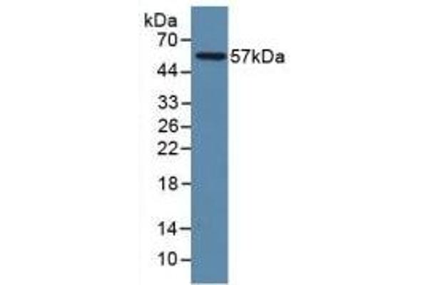 LAMP1 anticorps  (AA 49-297)