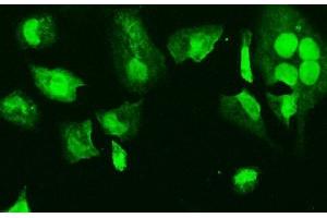 IF analysis of HMGB3 using anti-HMGB3 antibody (ABIN7603127). (HMGB3 antibody  (N-Term))