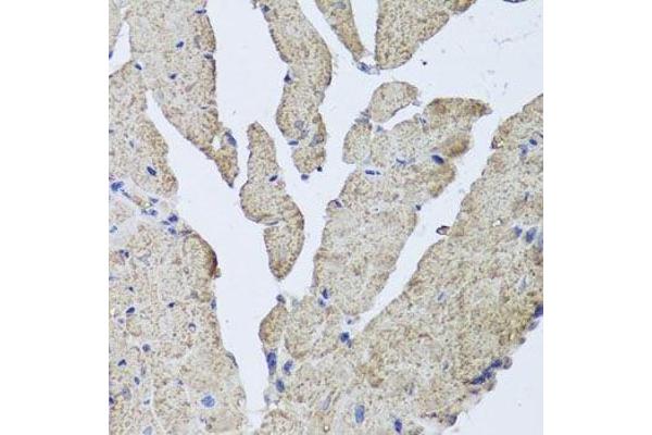 HBa2 antibody  (AA 1-142)
