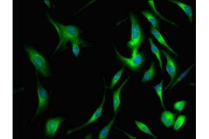 Immunofluorescence staining of Hela cells with ABIN7147944 at 1:66, counter-stained with DAPI. (Clusterin antibody  (AA 23-224))