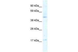 Western Blotting (WB) image for anti-5-Hydroxytryptamine (serotonin) Receptor 1F (HTR1F) antibody (ABIN2463766) (HTR1F antibody)
