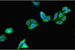 Immunofluorescent analysis of HepG2 cells using ABIN7163987 at dilution of 1:100 and Alexa Fluor 488-congugated AffiniPure Goat Anti-Rabbit IgG(H+L) (KCNG4 antibody  (AA 1-218))