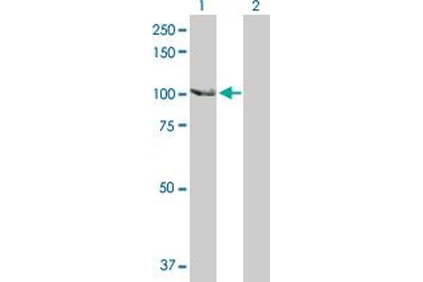 SCYL2 antibody  (AA 1-929)