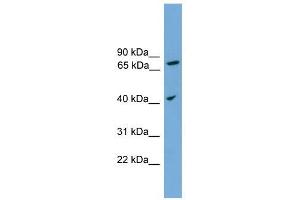 UNQ1887 antibody used at 1 ug/ml to detect target protein. (UNQ1887 (Middle Region) antibody)