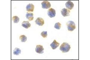 Immunocytochemistry of precerebellin in 3T3 cells with this product at 10 μg/ml. (CBLN1 antibody  (C-Term))