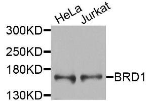 Western blot analysis of extracts of various cell lines, using BRD1 antibody (ABIN6003601) at 1/1000 dilution. (BRD1 antibody)