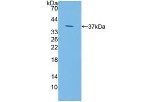 Detection of Recombinant IDUa, Human using Polyclonal Antibody to Iduronidase Alpha L (IDUa)