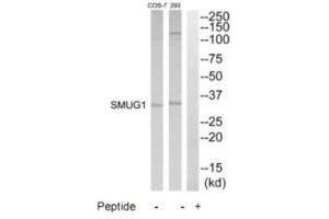 Western blot analysis of extracts from 293 and COS7 cells, using SMUG1 antibody. (SMUG1 antibody)