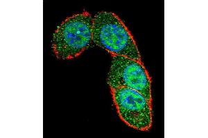 Confocal immunofluorescent analysis of SD3 Antibody (Center) (ABIN657463 and ABIN2846491) with Hela cell followed by Alexa Fluor 488-conjugated goat anti-rabbit lgG (green). (SMAD3 antibody  (AA 127-156))