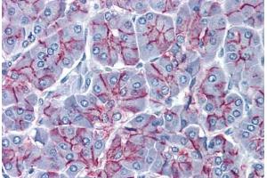 Human Pancreas: Formalin-Fixed, Paraffin-Embedded (FFPE) (Claudin 1 antibody  (AA 1-212))