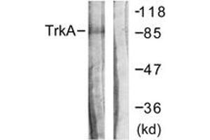 Western blot analysis of extracts from Jurkat cells, using Trk A (Ab-496) Antibody. (TRKA antibody  (AA 471-520))