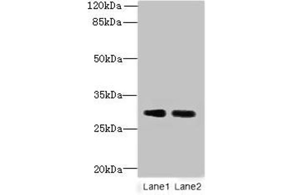 DNALI1 anticorps  (AA 1-258)
