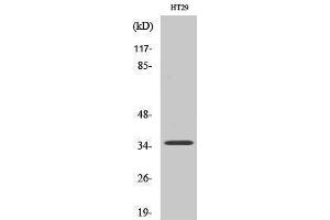 Western Blotting (WB) image for anti-Paired Box 9 (PAX9) (Internal Region) antibody (ABIN3186341) (PAX9 antibody  (Internal Region))