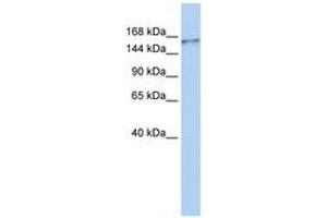 Image no. 1 for anti-Neurobeachin-Like 1 (NBEAL1) (AA 1292-1341) antibody (ABIN6740716)