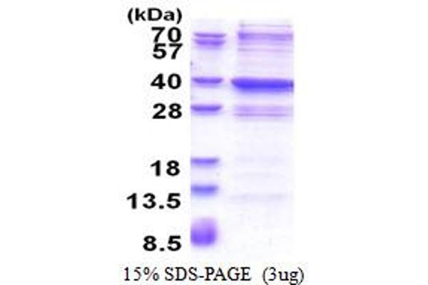 GLYATL2 Protein (AA 1-294) (His tag)