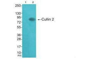 Western blot analysis of extracts from HepG2 cells (Lane 2), using Cullin 2 antiobdy. (Cullin 2 antibody)