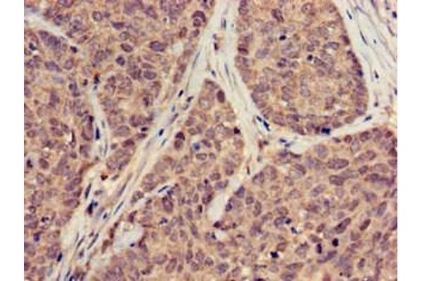 SUMO3 antibody  (AA 1-92)