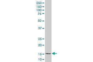 Id2 antibody  (AA 1-134)