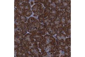 Immunohistochemical staining of human pancreas with PPIB polyclonal antibody  shows strong cytoplasmic positivity in exocrine glandular cells. (PPIB antibody)