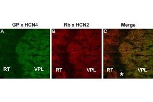 Multiplex staining of HCN4 and HCN2 in mouse thalamusImmunohistochemical staining of mouse thalamus frozen section using Guinea pig Anti-HCN4 Antibody (ABIN7043283, ABIN7045364 and ABIN7045365) and rabbit Anti-HCN2 Antibody (ABIN7043279, ABIN7044940 and ABIN7044941). (Hyperpolarization Activated Cyclic Nucleotide-Gated Potassium Channel 4 (HCN4) Peptide)