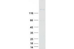 Validation with Western Blot (PCDH17 Protein (Myc-DYKDDDDK Tag))