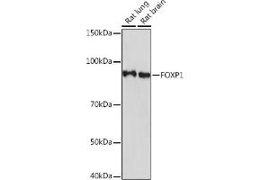 Western blot analysis of extracts of various cell lines, using FOXP1 Rabbit mAb (ABIN7267247) at 1:1000 dilution. (FOXP1 antibody)