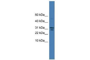 SPINT2 antibody used at 0. (SPINT2 antibody  (C-Term))