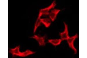 ABIN6276237 staining Hela by IF/ICC. (VN1R4 antibody  (Internal Region))
