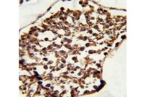 IHC analysis of FFPE human testis tissue stained with SET07 antibody (SETD8 antibody  (N-Term))